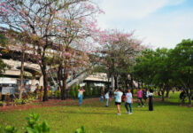 Thailand’s Sakuras Bloom at Chatuchak Park (Photos)