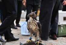 Man Busted for Selling Eagles Online in Samut Prakan