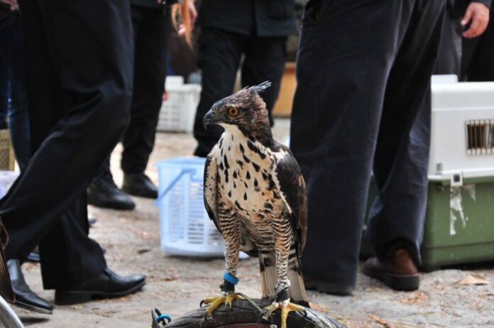 An adult eagle seized by wildlife officials Saturday when they raided Theerapong Bamrungchart’s house Saturday. Photo: Department of National Parks, Wildlife and Plant Conservation / Facebook