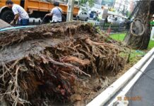 Rotten Roots Blamed for Toppled Tree That Killed Woman