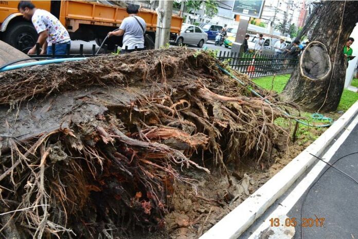 Photo: Urban Forestry Working Group of Thailand / Facebook