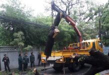 Second Large Tree Topples Downtown After Heavy Rain