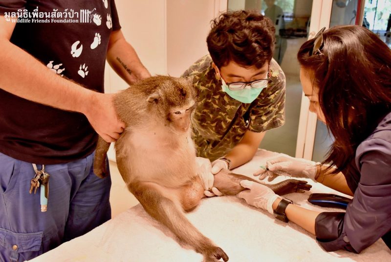 Vets treat Rocket on Monday. Photo: Wildlife Friends Foundation Thailand / Facebook