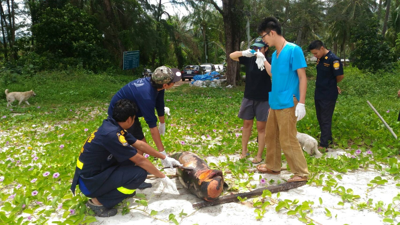 Marine officials inspect the body of a beached Irrawaddy dolphin Sunday in Trat. According to verterinarian Weerapong Laovetchprasit, the dolphin died from an unspecified illness.