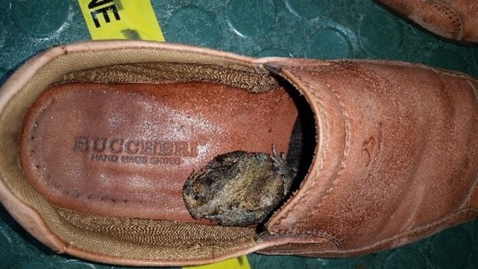 In this undated photo provided by Australia's Department of Agriculture and Water Resources, a black-spined toad is seen inside a shoe of a passenger from Indonesia, in Cairns, northeast Australia. Photo: Associated Press