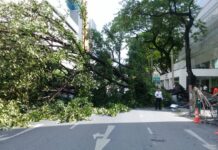 Falling Tree, Utility Pole Kill Motorist at Chit Lom
