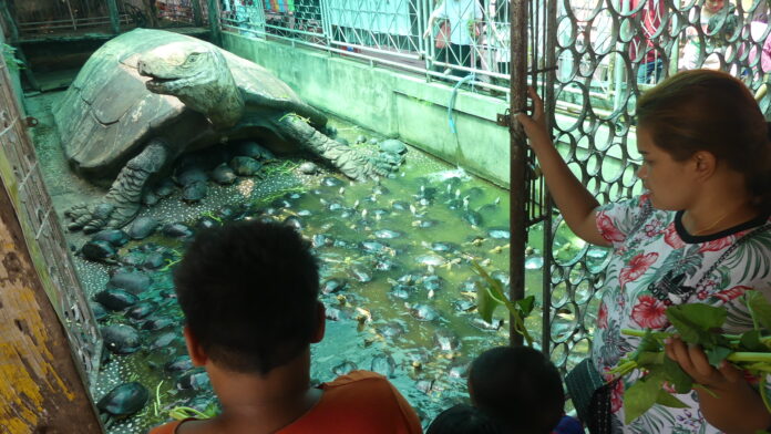 People feed vegetables to the turtles Sunday at a pond in Wat Chedi Hoi in Pathum Thani.