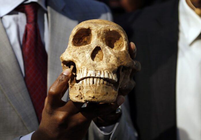 A replica skull of a species belonging to the human family tree whose remnants were first discovered in a South African cave in 2013 is held at the unveiling at the Maropeng Museum, Tuesday near Magaliesburg, South Africa. Photo: Denis Farrell / Associated Press