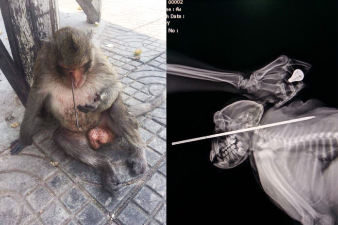 At left, Rocket as he was found in the street. At right, an X-ray of the arrow through his skull. Photo: Wildlife Friends Foundation Thailand / Facebook