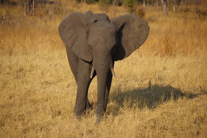 An elephant seen here in 2015 at a safari in Zimbabwe.