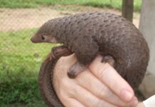 Rare Pangolins Languish in China Wildlife Rescue System