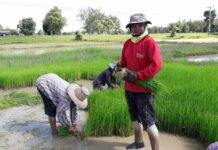 Govt Ups Restrictions on Paraquat, Other Farm Chemicals Narong Wawisai, 53, transplants rice from a paddy-sown field to a wet field in 2017 in Surin province.