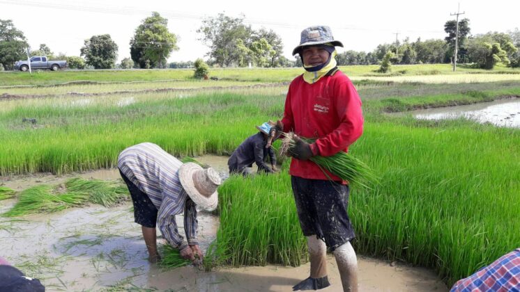 Narong Wawisai, 53, transplants rice from a paddy-sown field to a wet field in 2017 in Surin province.