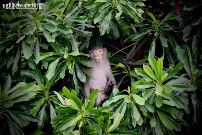 Rocket sits in a tree Monday, post-release into the wild. Photo: Wildlife Friends Foundation Thailand / Facebook