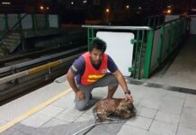 Dog Rescued After Falling Onto BTS Rail (Video)