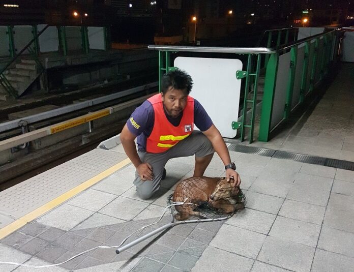 The rescuer, Surakiti Plengsa-nguan, posed Thursday morning with the dog he rescued from the elevated railway at BTS Ploenchit. Photo: Animal Rescue Thailand / Facebook
