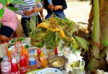 Elephant, Naga-Shaped Leaves Lure Lotto Lovers (Photos)