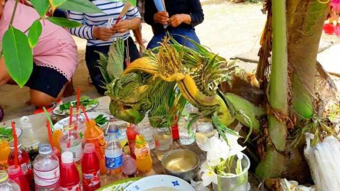 A coconut tree’s leaves shaped like a naga serpent Thursday in Surin province.