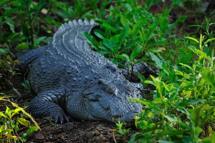 A Siamese crocodile seen here in 2012 in Khao Yai. Photo: Tontan Travel / Flickr