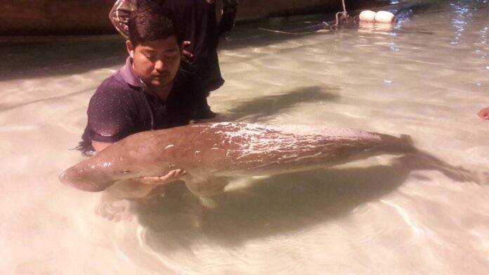 A marine officer holds the dying dugong in his arms Sunday.
