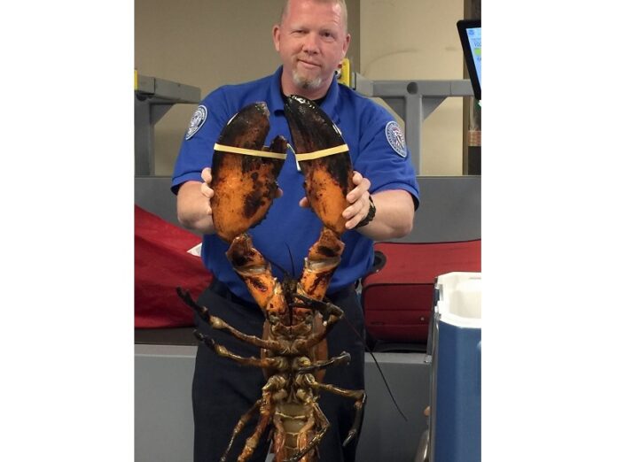 A TSA agent holding a live lobster that weighs roughly 20 pounds seen here Sunday at Boston's Logan International Airport. Photo: Associated Press