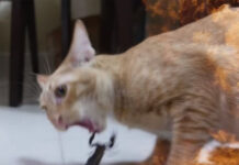 American YouTuber Criticized for Making Cats Fight Scorpion