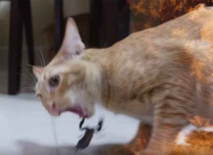 A scorpion hangs from a cat's mouth in a still image from a video posted Monday. Image: My Mate Nate / YouTube