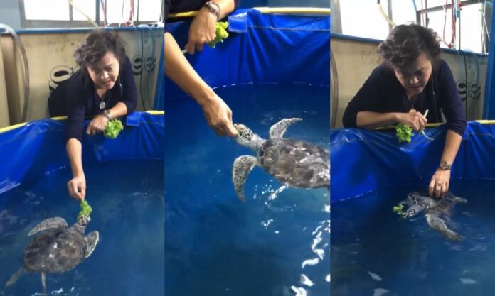 Nantarika Chansue, vet, feeds Paley in a video posted to her Facebook Tuesday.
