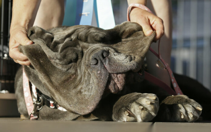 Shirley Zindler, of Sebastopol, California, lifts up the jowls of Martha, a Neapolitan mastiff, during the World's Ugliest Dog Contest at the Sonoma-Marin Fair on Friday in Petaluma, California. Photo: Eric Risberg / Associated Press