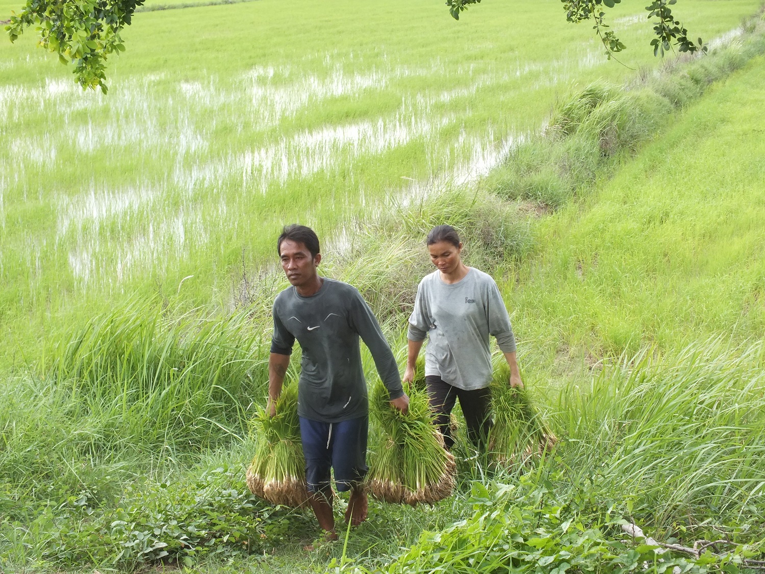 โคราช เร่งดำนาฝนมาเร็ว