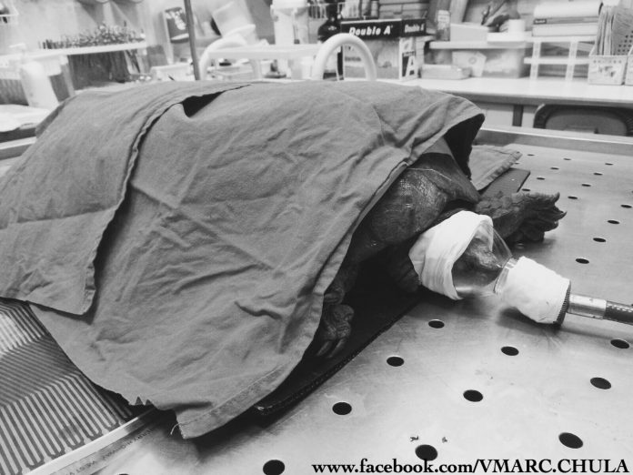 A photo of P’Tao, a turtle that died Friday morning at Chulalongkorn University after failing to survive a car accident. Photo: VMARC Chula / Facebook