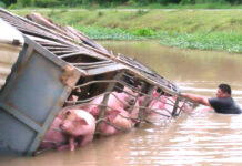 Truckload of Pigs Drown Miserably After Truck Plunges Into Canal