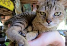 New Law Requires Rabies Shots for All Cats