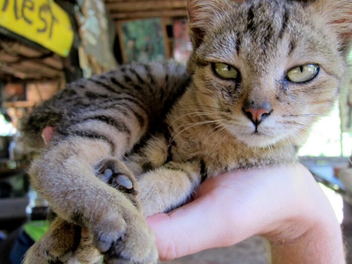 A 2010 photo file of a cat taken in Mae Hong Son province. Photo: Andrew Hyde / Flickr
