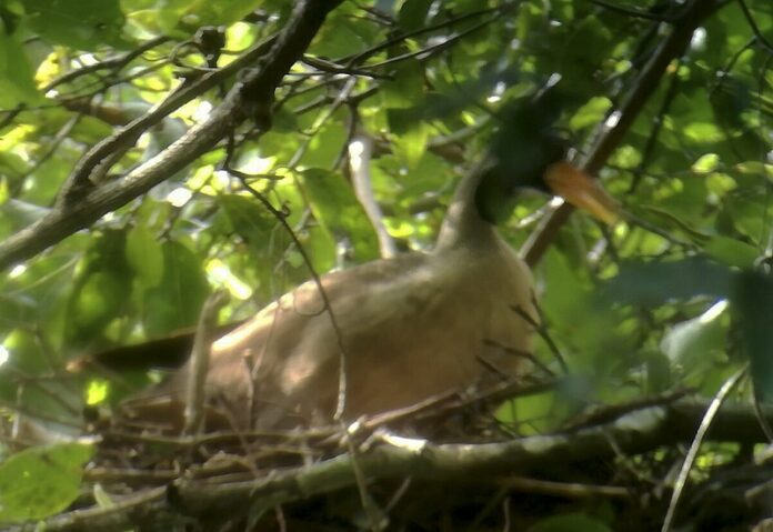 In this undated photo, a Masked Finfoot sits on a nest in Preah Vihear Province, Cambodia. Photo: Associated Press