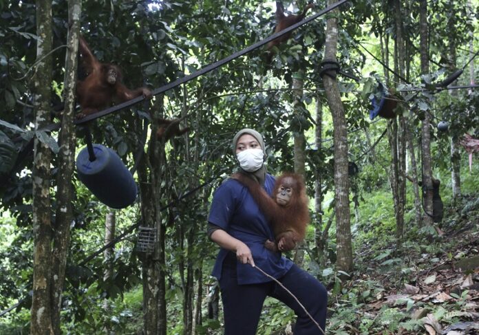 Veterinarian Yenni Saraswati of Sumatran Orangutan Conservation Programme (SOCP) carries a baby orangutan at SOCP's orangutan rehabilitation Centre on Tuesday in Batu Mbelin, North Sumatra, Indonesia. Photo: Binsar Bakkara / Associated Press