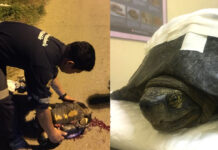 Turtle-Rescuing Man is Hero of Thai Interwebs