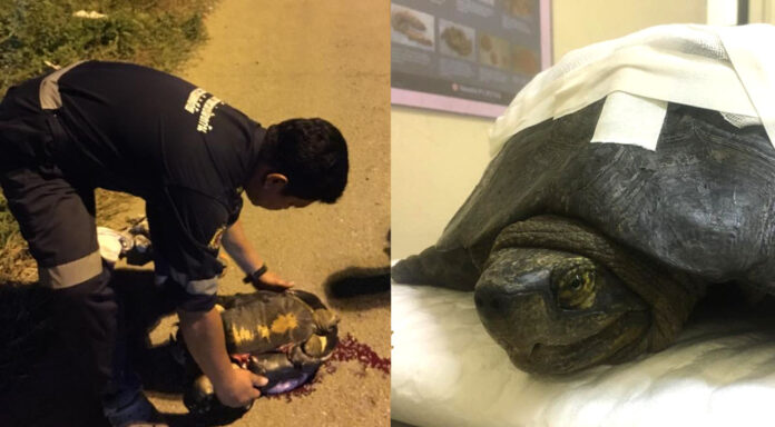 At left, a rescue worker picks up a turtle dubbed ‘P’Tao’ from the road early Wednesday morning. At right, the bandaged turtle recuperates Wednesday night. Photos: Teerapon Tspeed Susilaporn / Facebook