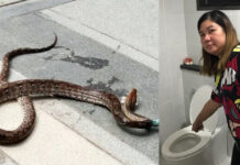Pythons Strike Same Toilet Twice (Photos)