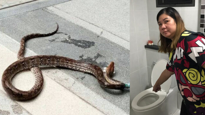 Sunday, Panarat Chaiyaboon points to the downstairs toilet in her house where reticulated pythons slithered up to bite her in the bottom. Left, the python that bit her July 3.