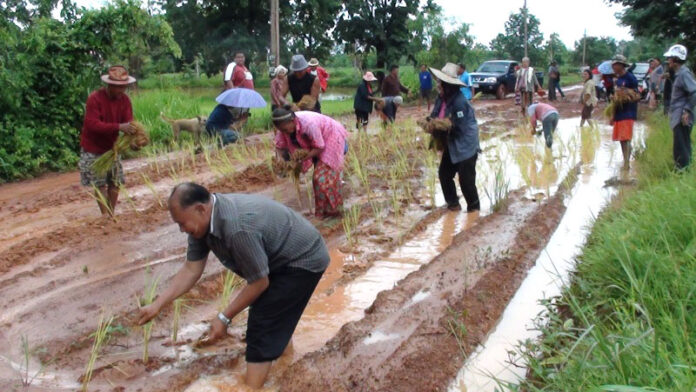 Residents of Loeng Nok Tha district, Yasothon province, plant rice in the middle of a muddy road Thursday to protest local government’s inaction in fixing the road.