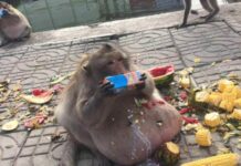 Rehabilitated ‘Uncle Fatty’ to be Returned Home