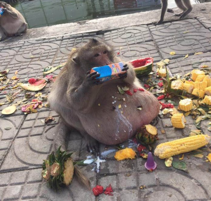 Uncle Fatty drinks milk in a photo posted in April. Photo: Steadfast Monkey Lovers / Facebook