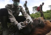 Orangutan Mother Blinded by Air Gun Pellets in Indonesia A veterinarian of Sumatran Orangutan Conservation Program (SOCP) Pandu Wibisono examines a tranquilized male orangutan being rescued from a forest located too close to a palm oil plantation in 2017 at Tripa peat swamp in Aceh province, Indonesia. Photo: Binsar Bakkara / Associated Press