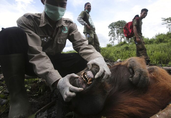 A veterinarian of Sumatran Orangutan Conservation Program (SOCP) Pandu Wibisono examines a tranquilized male orangutan being rescued from a forest located too close to a palm oil plantation in 2017 at Tripa peat swamp in Aceh province, Indonesia. Photo: Binsar Bakkara / Associated Press
