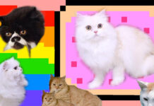 Cute Thai Cat Photos Spam Internet on ‘World Cat Day’
