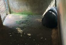 Man-Shredding Bear is Depressed and Unhealthy