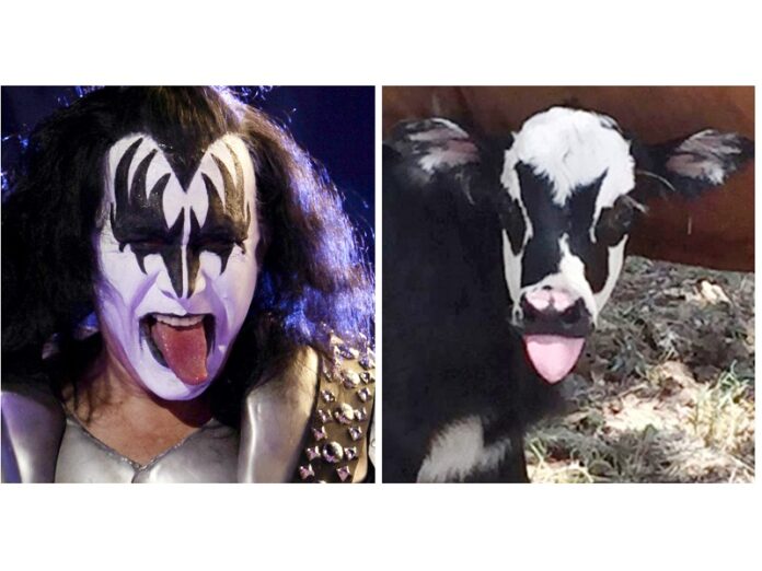 A newborn calf named Genie, with facial marking that resemble Gene Simmons, the bass player for the rock group KISS, shortly after its birth Friday in Kerrville. Photo: Natacha Pisarenko / Associated Press