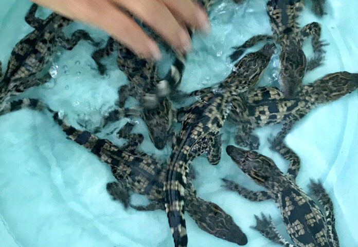 Siamese baby crocodiles swim in a bin Friday at the Koh Kong Reptile Conservation Center in Koh Kong, Cambodia. Photo: Wildlife Conservation Society and Fisheries Administration