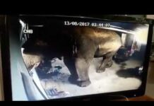 Elephant Devours Durian in Daring Dawn Raid (Video)